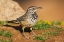 Picture of CACTUS WREN