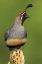 Picture of GAMBELS QUAIL