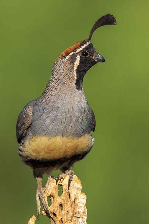 Picture of GAMBELS QUAIL