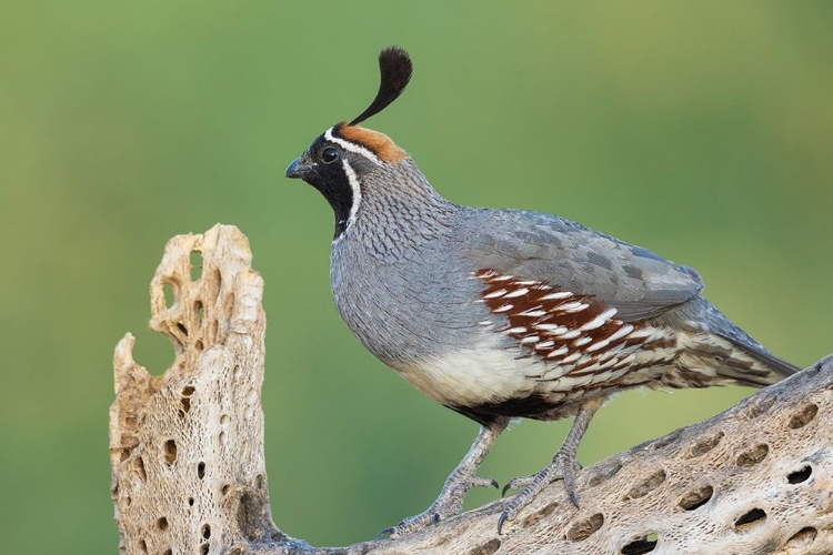 Picture of MALE GAMBELS QUAIL