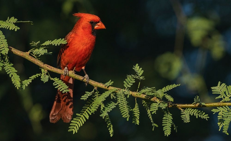 Picture of NORTHERN CARDINAL