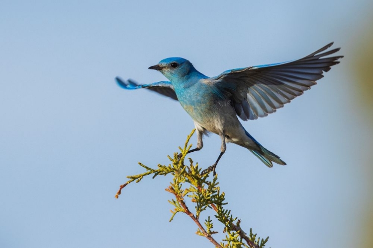 Picture of MOUNTAIN BLUEBIRD ALIGHTING