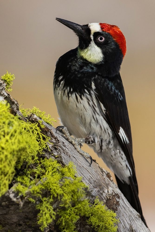 Picture of ACORN WOODPECKER