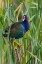 Picture of PURPLE GALLINULE-PORPHYRIO MARTINICA-PERCHED IN CATTAILS