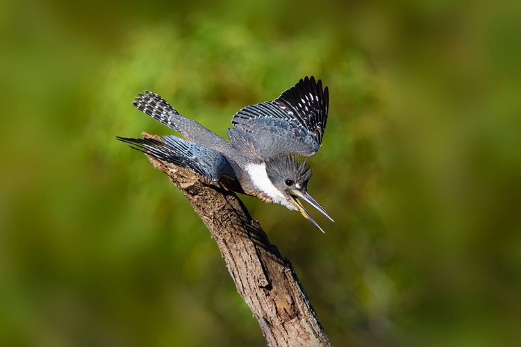 Picture of RINGED KINGFISHER-MEGACERYLE TORQUATA-MALE