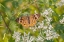 Picture of COMMON BUCKEYE ON COMMON BONESET