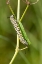 Picture of MONARCH CATERPILLAR ON SWAMP MILKWEED