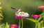 Picture of RUBY-THROATED HUMMINGBIRD