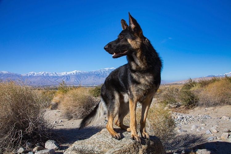 Picture of GERMAN SHEPHERD IN THE COACHELLA VALLEY-CALIFORNIA