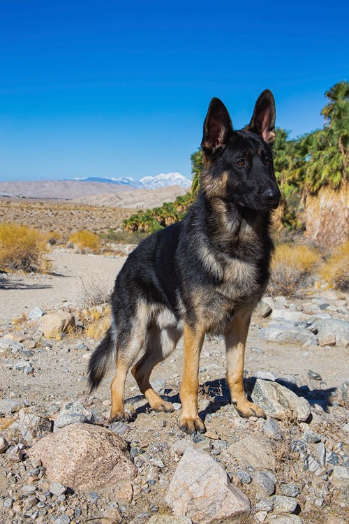 Picture of GERMAN SHEPHERD-COACHELLA VALLEY-CALIFORNIA