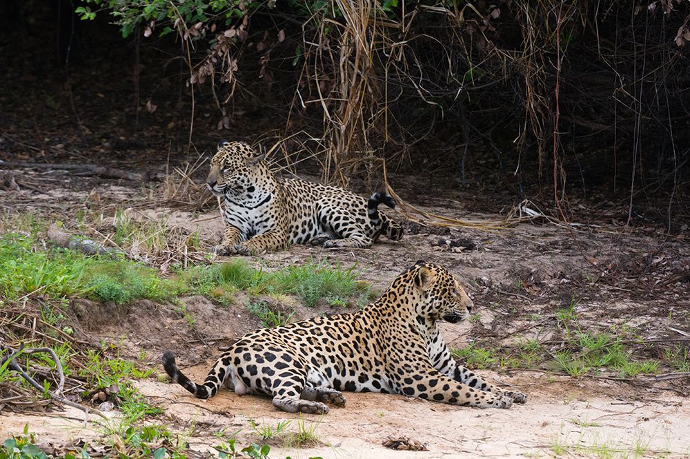 Somerset House Images A Pair Of Mating Jaguars Panthera Onca Resting On The Beach