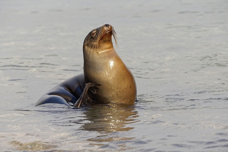 Picture of GALAPAGOS SEA LION-SAN CRISTOBAL ISLAND-GALAPAGOS ISLANDS-ECUADOR