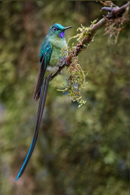 Picture of LONG-TAILED SYLPH-ECUADOR