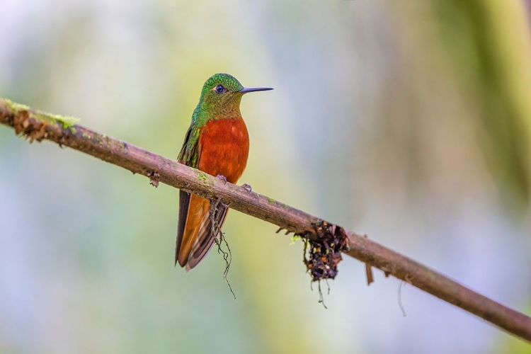 Picture of CHESTNUT-BREASTED CORONET-ECUADOR