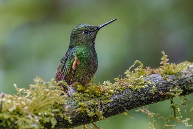 Picture of BUFF-TAILED CORONET-ECUADOR