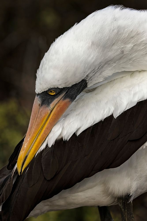 Picture of NAZCA BOOBY PREENING FEATHERS-ESPANOLA ISLAND-GALAPAGOS ISLANDS-ECUADOR