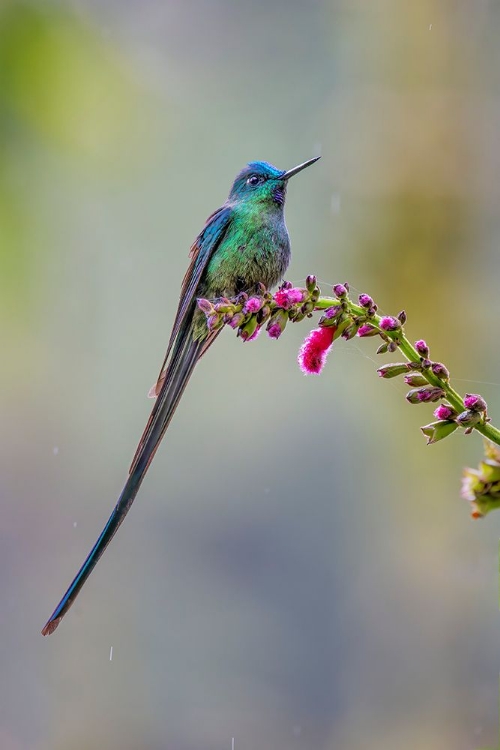 Picture of MALE LONG-TAILED SYLPH-ECUADOR