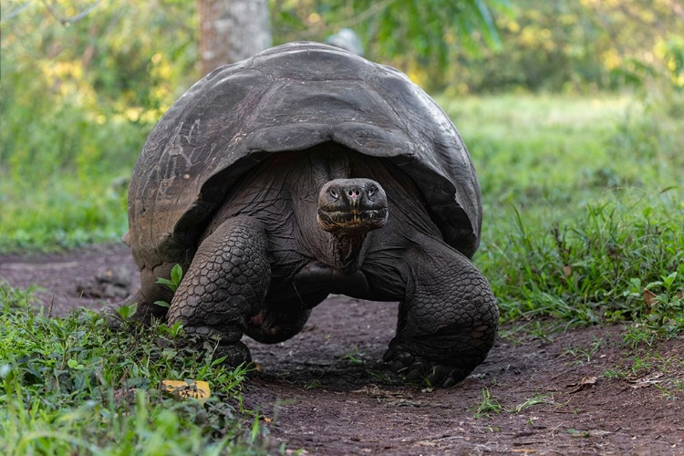 Picture of GALAPAGOS GIANT TORTOISE GENOVESA ISLAND-GALAPAGOS ISLANDS-ECUADOR