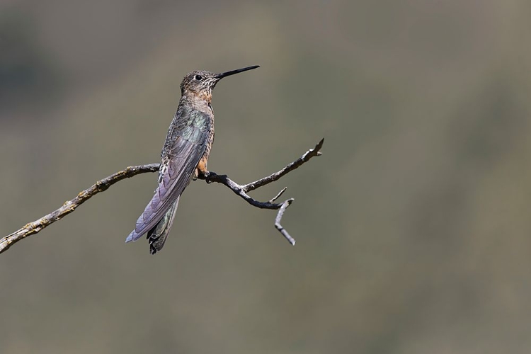 Picture of GIANT HUMMINGBIRD PERCHED-ECUADOR