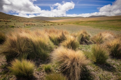 Picture of PARAMO GRASS-ANTISANA ECOLOGICAL RESERVE-ECUADOR