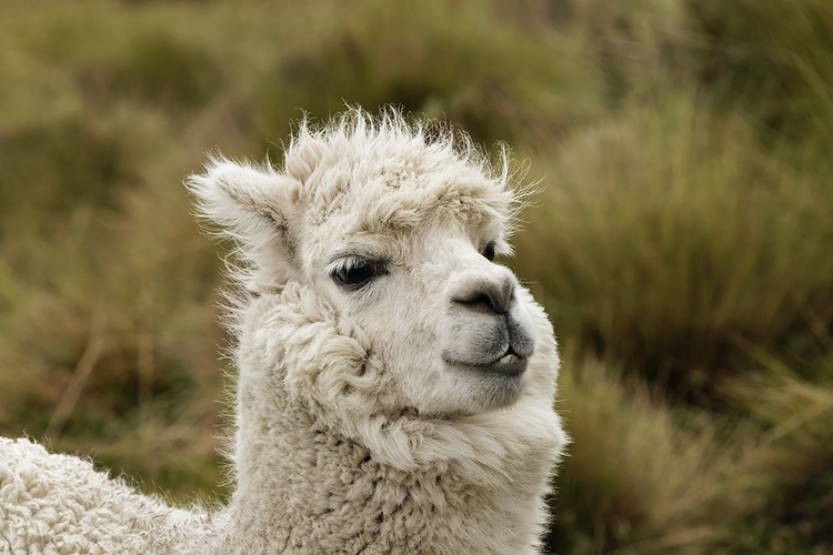 Picture of ALPACA-ANTISANA ECOLOGICAL RESERVE-ECUADOR