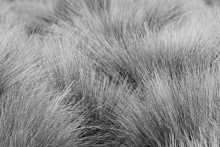 Picture of PARAMO GRASS-ANTISANA ECOLOGICAL RESERVE-ECUADOR