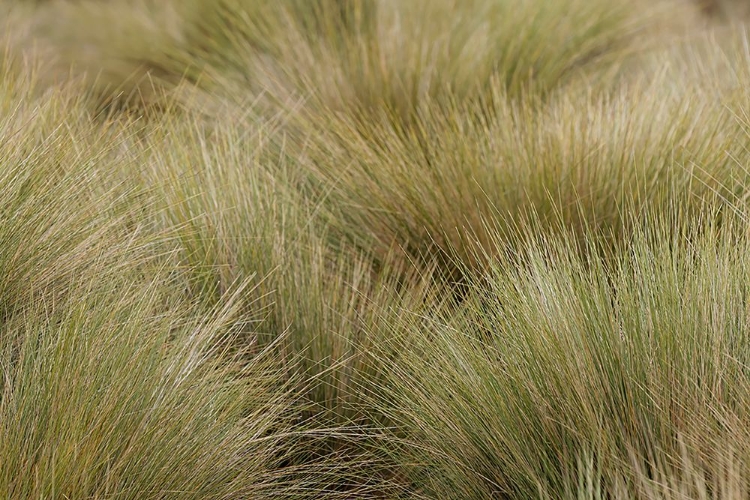 Picture of PARAMO GRASS-ANTISANA ECOLOGICAL RESERVE-ECUADOR