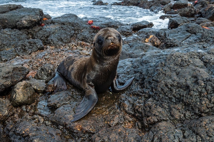 Picture of GALAPAGOS SEA LION-ZALOPHUS CALIFORNIANUS WOLLEBAEKI-SOUTH PLAZA ISLAND-GALAPAGOS ISLANDS-ECUADOR