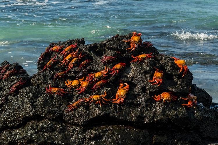 Picture of SALLY LIGHTFOOT CRAB-GRAPSUS GRAPSUS-BACHAS BEACH-NORTH SEYMOUR ISLAND-GALAPAGOS ISLANDS-ECUADOR