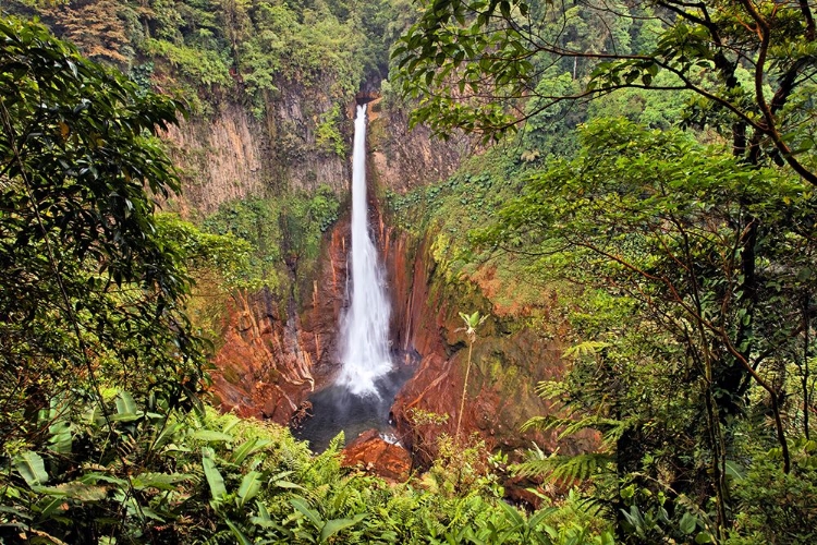 Picture of CATARATA DEL TORO WATERFALL-IN THE MOUNTAINS OF BAJOS DEL TORO AMARILLO-SARCHI-COSTA RICA