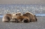 Picture of FEMALE GRIZZLY BEAR WITH SECOND YEAR CUB SLEEPING ON HER BACK-LAKE CLARK NATIONAL PARK