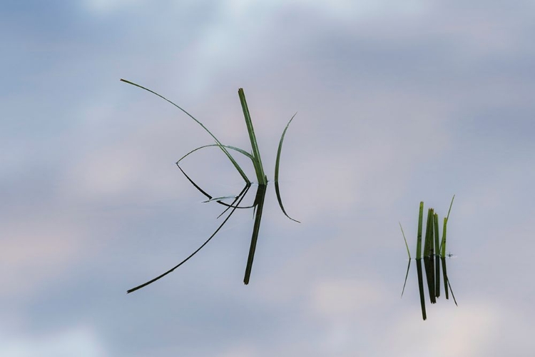 Picture of GRASS STEMS AND SKY REFLECTING ON POND SURFACE-LAKE CLARK NATIONAL PARK AND PRESERVE-ALASKA