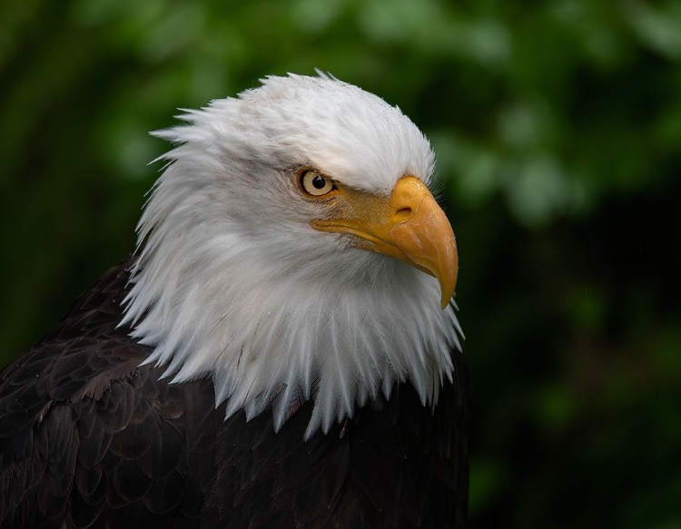 Picture of USA-ALASKA ALASKA RAPTOR CENTER-THIS BALD EAGLE POSES FOR THE CAMERA