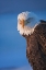 Picture of BALD EAGLE-HOMER-ALASKA-USA