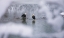 Picture of BALD EAGLES ON THE RIVER IN THE FOREST COVERED WITH SNOW-HAINES-ALASKA-USA