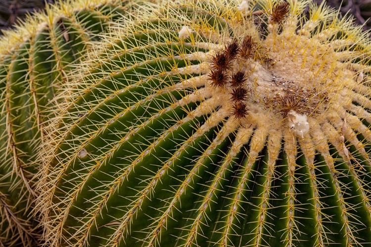 Picture of GOLDEN BARREL CACTUS AT THE ARIZONA SONORAN DESERT MUSEUM IN TUCSON-ARIZONA-USA