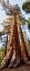 Picture of USA-CALIFORNIA-YOSEMITE NATIONAL PARK GIANT SEQUOIA TREES IN MARIPOSA GROVE