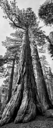 Picture of USA-CALIFORNIA-YOSEMITE NATIONAL PARK GIANT SEQUOIA TREES IN MARIPOSA GROVE