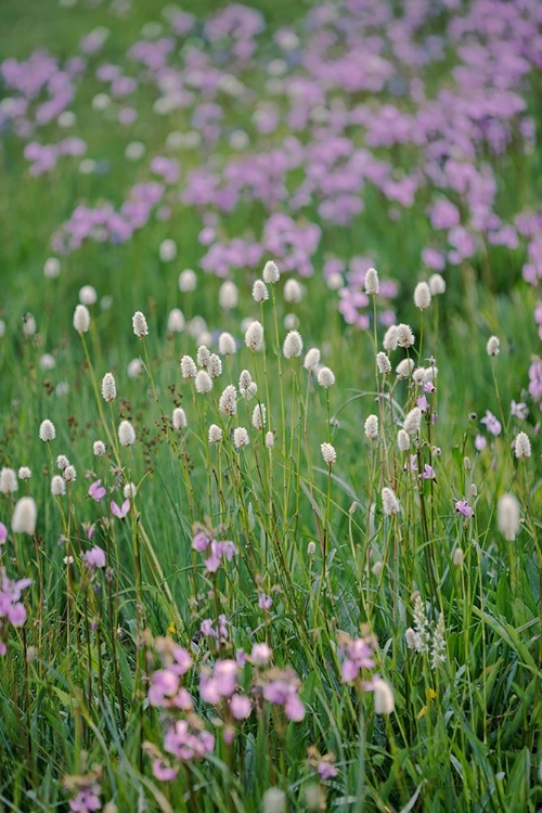 Picture of BISTORT FLOWERS TUOLUMNE MEADOWS-YOSEMITE NATIONAL PARK-CALIFORNIA