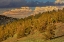 Picture of BRISTLECONE PINE FOREST AT SUNSET-WHITE MOUNTAINS-INYO NATIONAL FOREST-CALIFORNIA