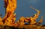 Picture of BRISTLECONE PINE AT SUNSET-WHITE MOUNTAINS-INYO NATIONAL FOREST-CALIFORNIA