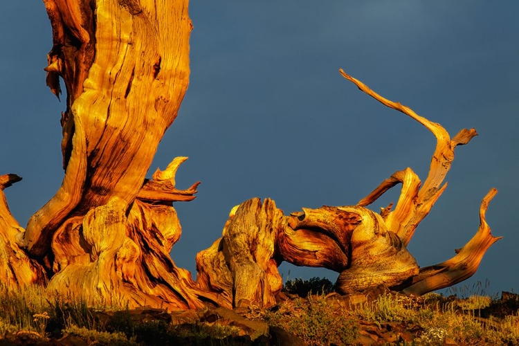 Picture of BRISTLECONE PINE AT SUNSET-WHITE MOUNTAINS-INYO NATIONAL FOREST-CALIFORNIA