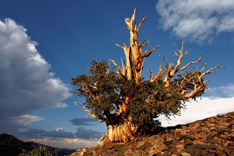 Picture of BRISTLECONE PINE AT SUNSET-WHITE MOUNTAINS-INYO NATIONAL FOREST-CALIFORNIA