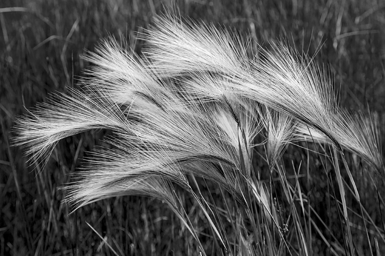 Picture of FOXTAIL GRASSES-MONO LAKE-TUFA STATE NATURAL RESERVE-CALIFORNIA