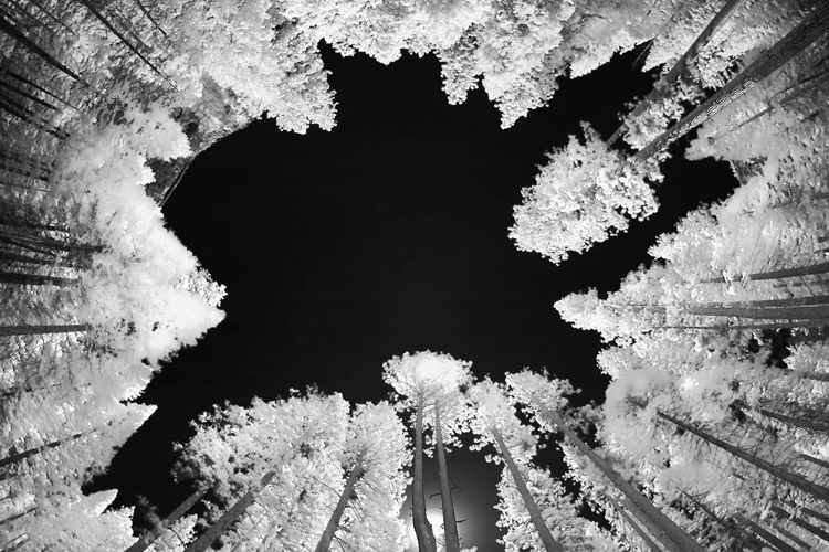 Picture of INFRARED IMAGE OF VIEW UP THROUGH TREES-YOSEMITE NATIONAL PARK-CALIFORNIA