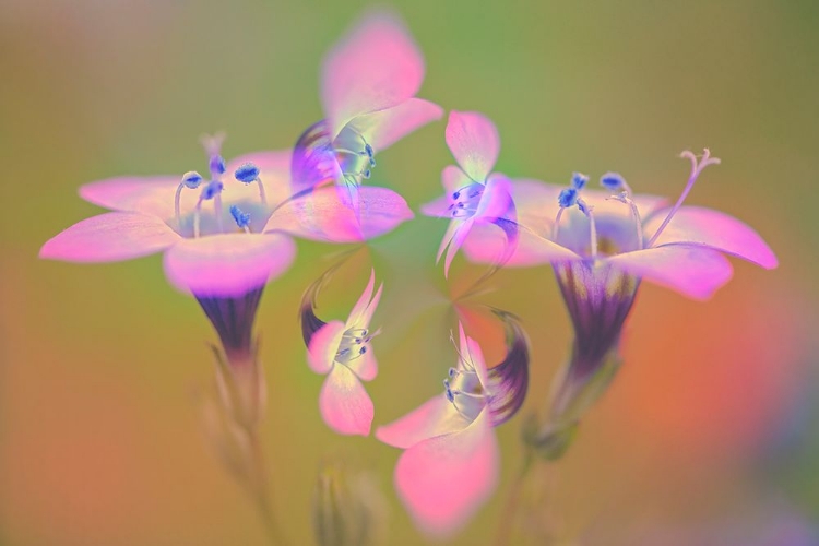 Picture of ABSTRACT OF DAVY GILIA FLOWERS-ANTELOPE VALLEY CALIFORNIA POPPY PRESERVE-LANCASTER-CALIFORNIA