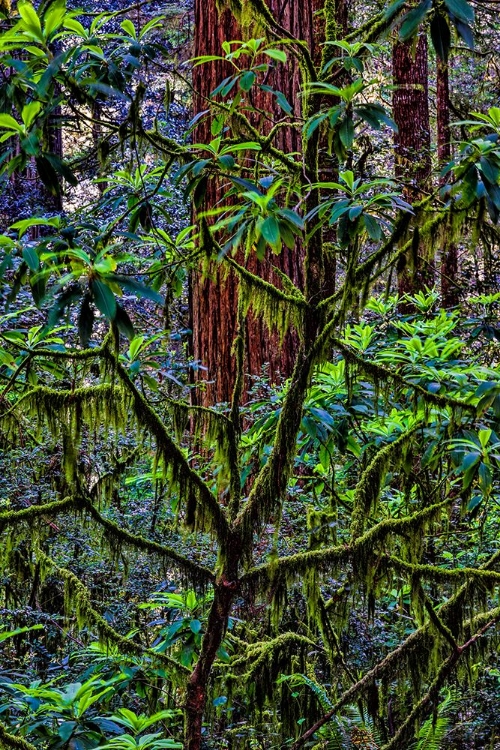 Picture of CALIFORNIA-USA-JEDEDIAH SMITH REDWOODS STATE PARK-REDWOODS NATIONAL PARK