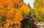 Picture of FALL COLOR ALONG BISHOP CREEK-INYO NATIONAL FOREST-CALIFORNIA-USA