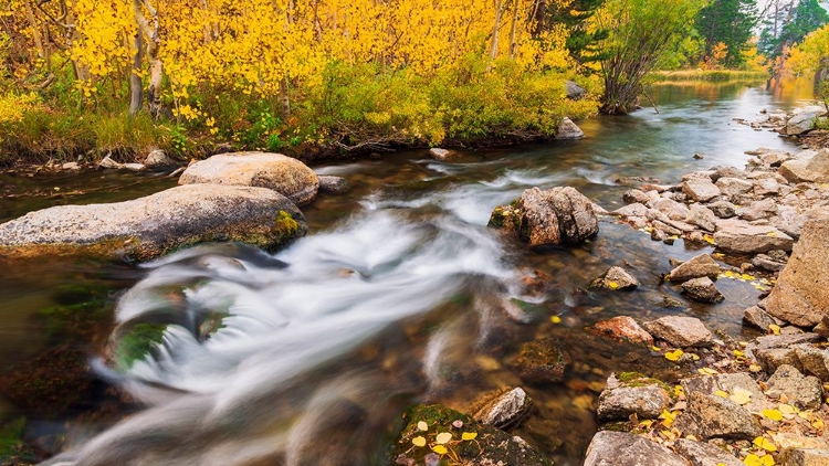 Picture of FALL COLOR ALONG BISHOP CREEK-INYO NATIONAL FOREST-CALIFORNIA-USA