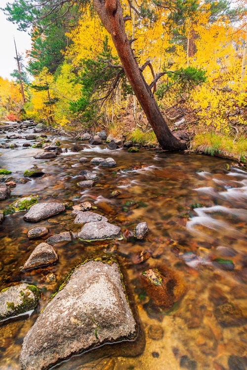 Picture of FALL COLOR ALONG BISHOP CREEK-INYO NATIONAL FOREST-CALIFORNIA-USA